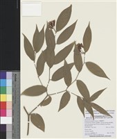 藏品(臺灣寶鐸花)的圖片